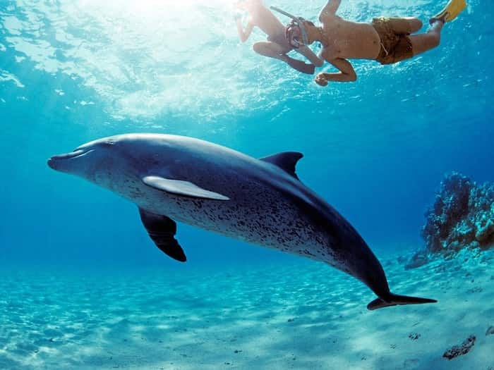Dolphin House Hurghada